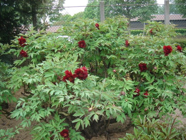 Paeonia x lemoinei 'Sang Lorrain' (2)